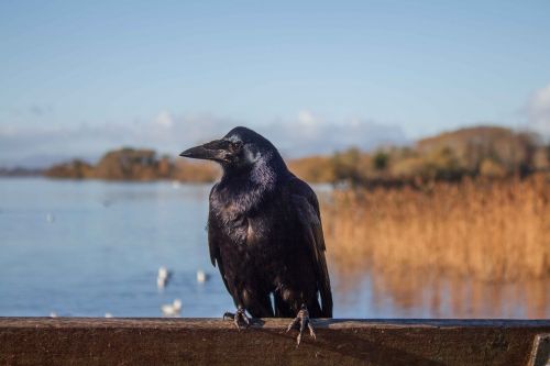 crow ireland landscapes