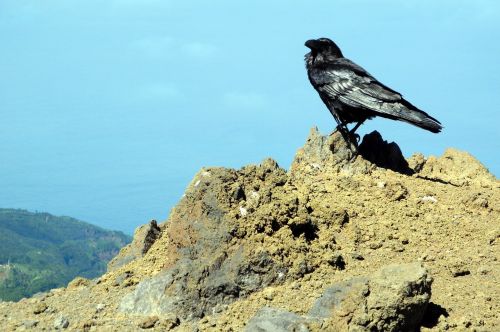 crow view high