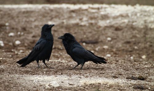 crow farm corvid
