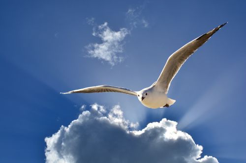crow flies clouds seagulls