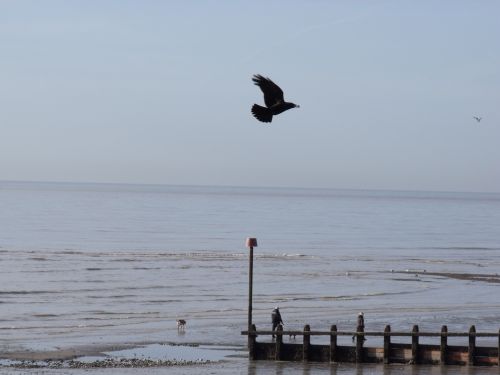 Crow Flying