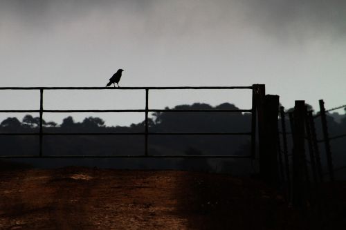 crow on a fence farm corvid
