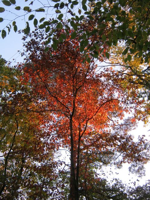 crown evening sun leaves