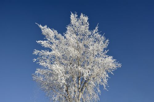 crown tree winter