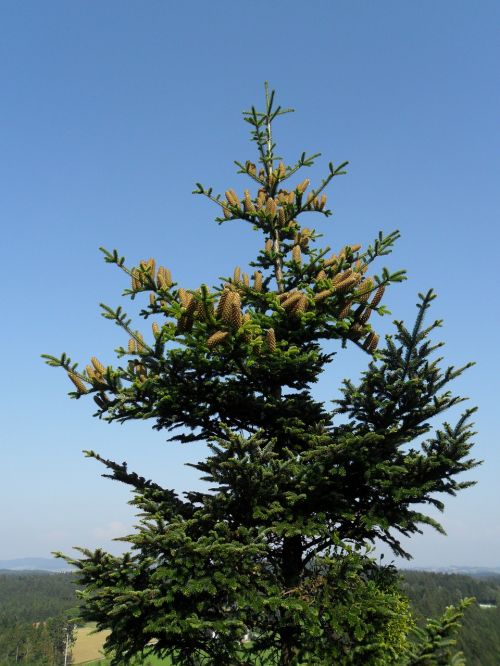 crown fir christmas tree