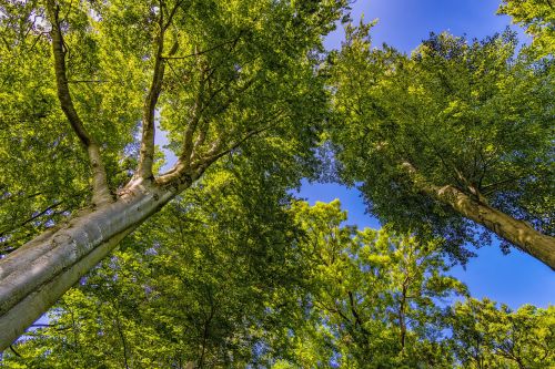 crown trees forest