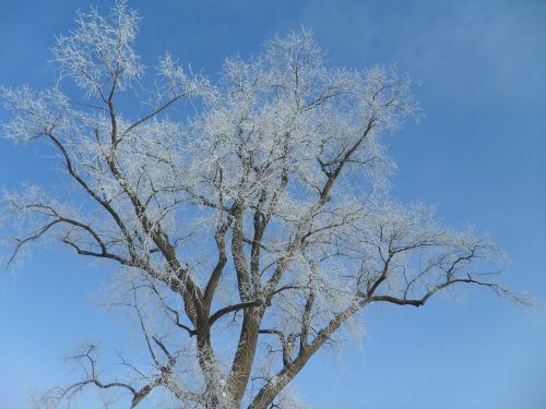 crown branches filigree