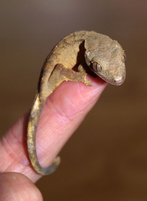 crown gecko reptile gecko