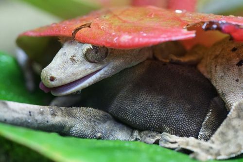 crown gecko lizard gecko