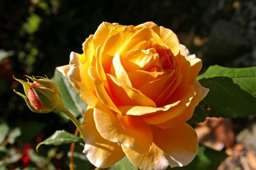 crown princess margaret rose scented rose