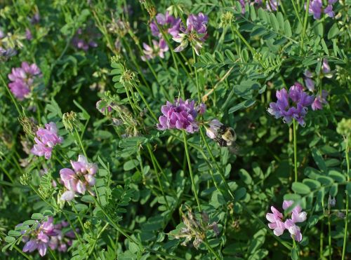 crown vetch with bee flower blossom