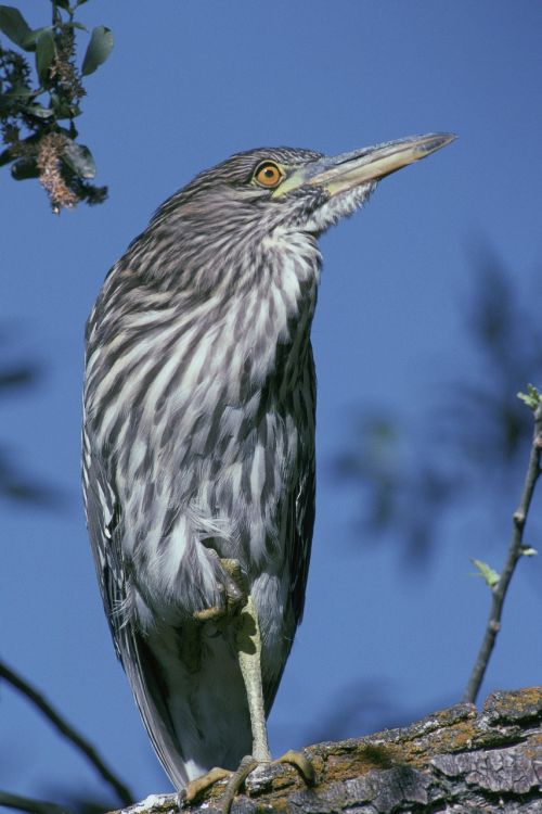 crowned black bird