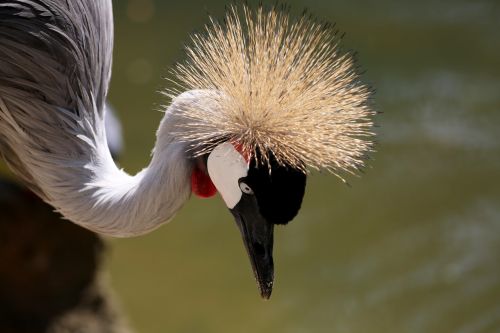 crowned crane crown crest