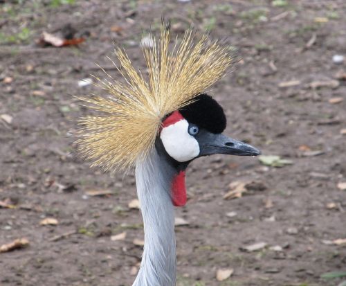 crowned crane close up head