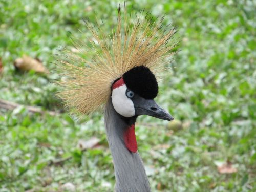 crowned crane close up head