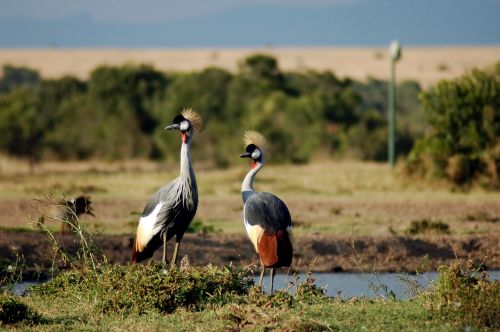crowned crane africa bird nature