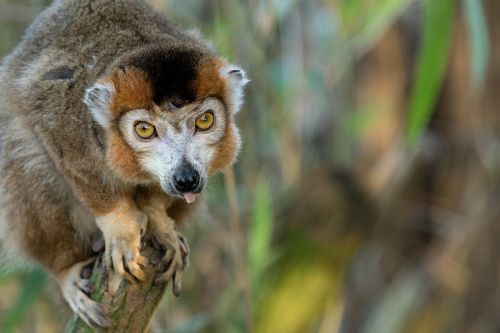 crowned lemur portrait looking
