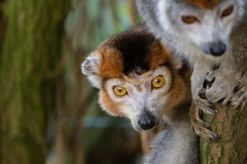 crowned lemurs portrait looking