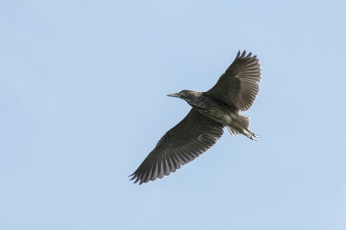 crowned night-heron sub-adult birds  soar through the skies  daan forest park