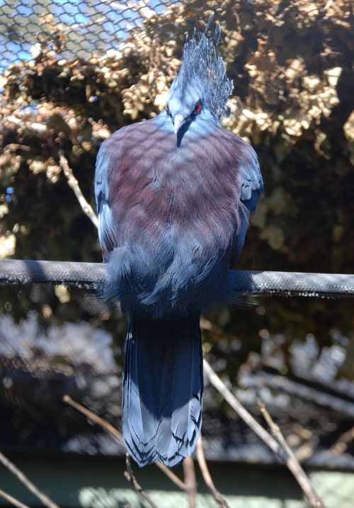 crowned pigeon goura bird