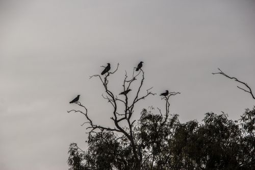 crows dark tree