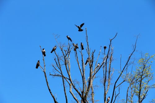 crows raven nature