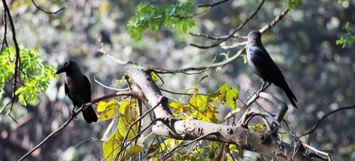 crows branches bird
