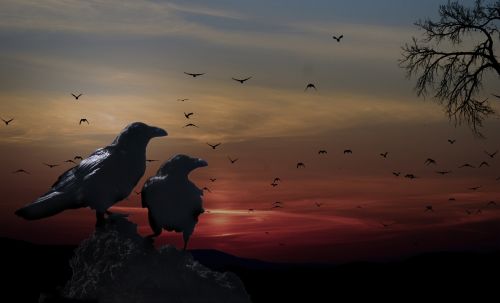crows birds sunset
