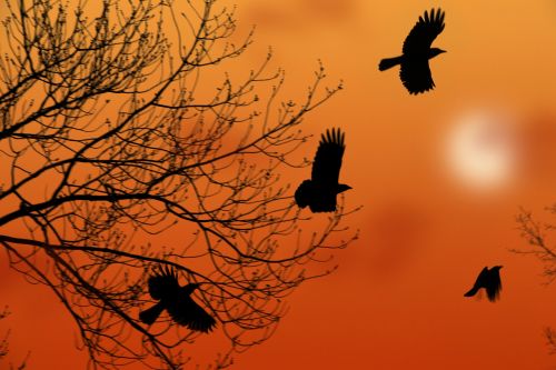 Crows At Dawn