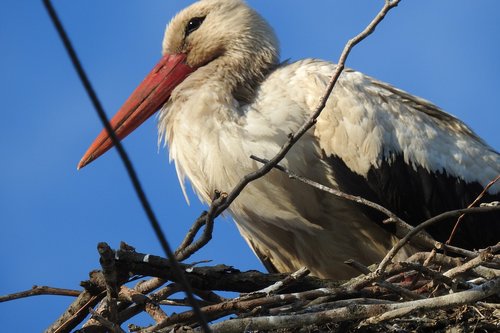 crow's nest  stork  bird