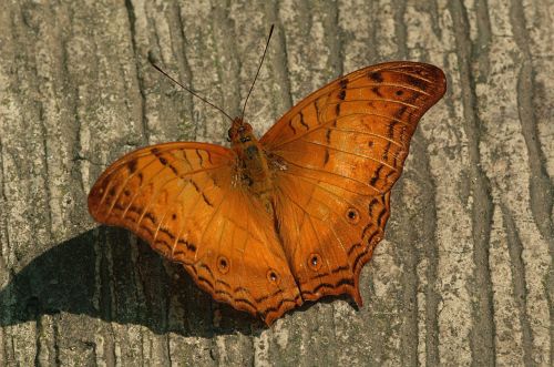 cruiser butterfly insect wings