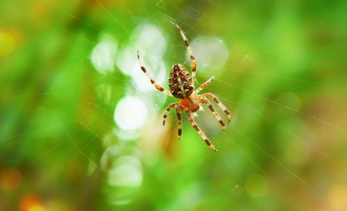 crusader  arachnid  insect