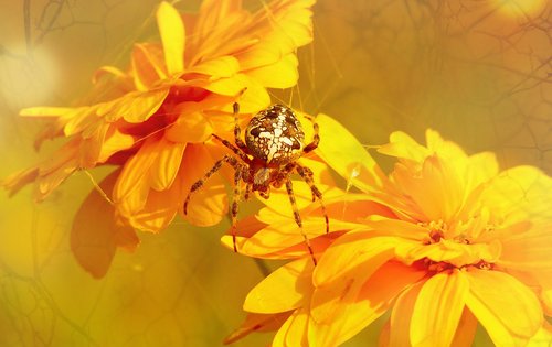 crusader garden  female  arachnids