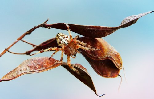 crusader garden  female  insect