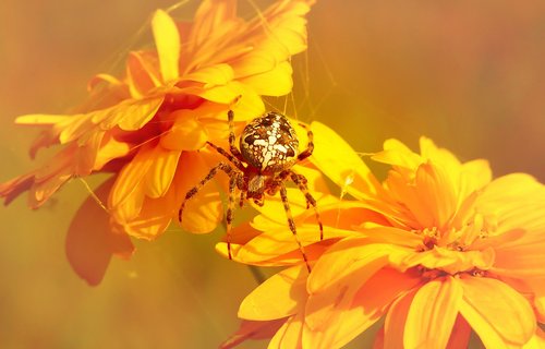 crusader garden  female  arachnids