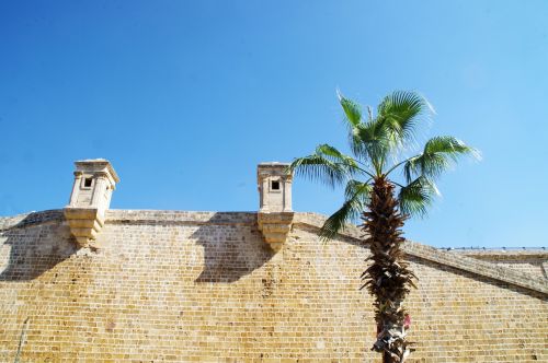Crusader Wall In Acco With Palm