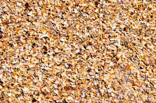 crushed seashells ocean beach