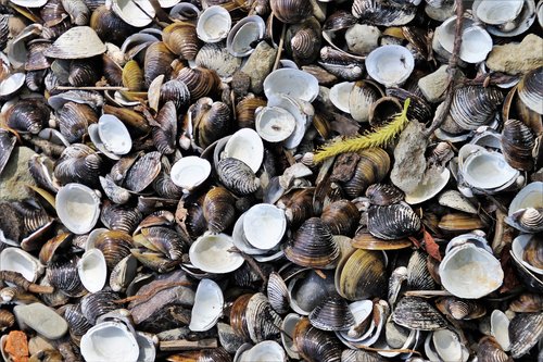 crustaceans  seashell  closeup