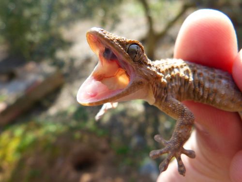cry open mouth gecko lizard