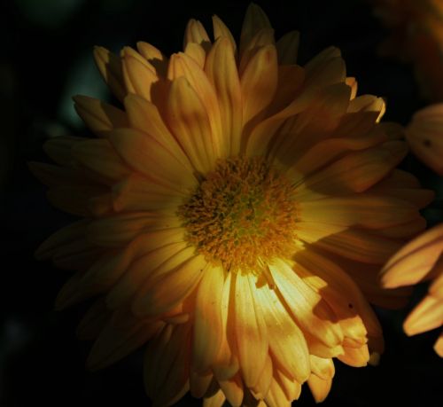 Chrysanthemum In The Shadow