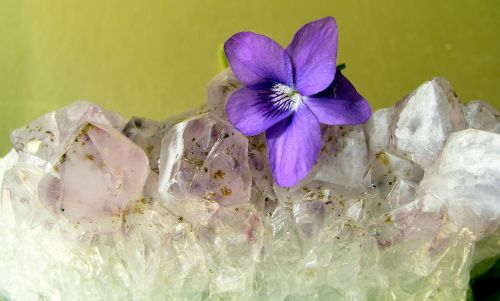 crystal still life flower