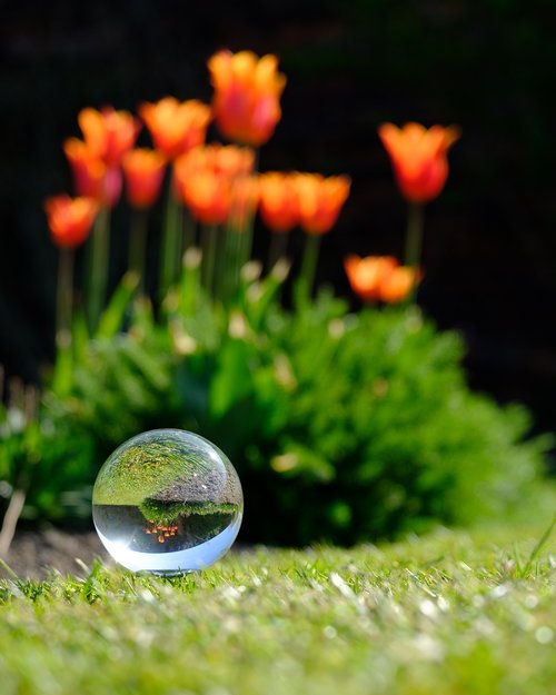 crystal ball  photography  flower