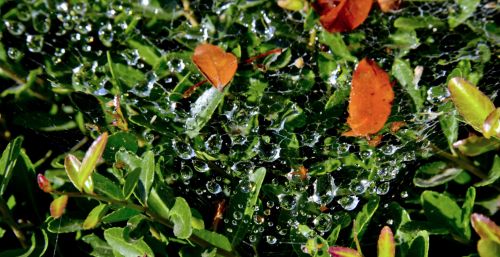 Crystal Water And Orange Leaves