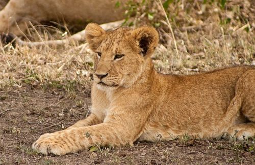 cub africa lion