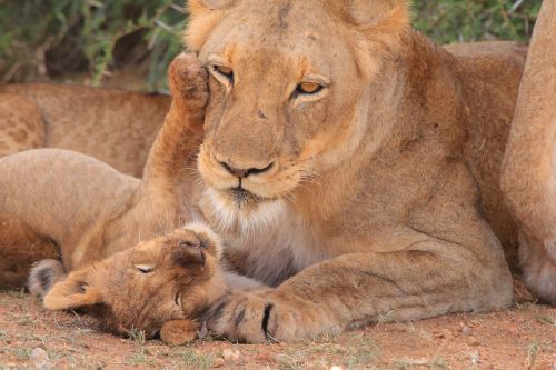 cub mother young