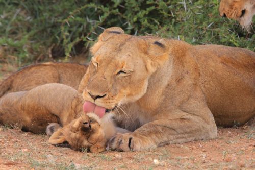 cub mother young