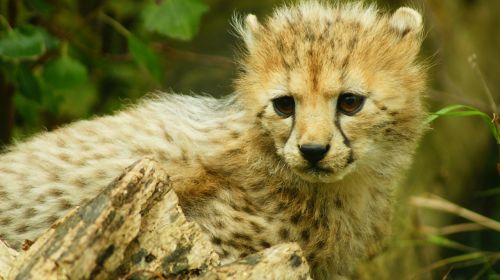 cub cheetah bigcat