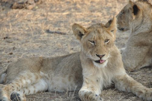 cub lion animal