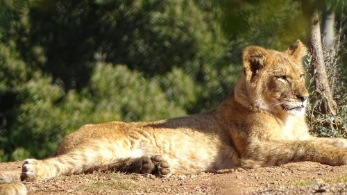 cub lion feline