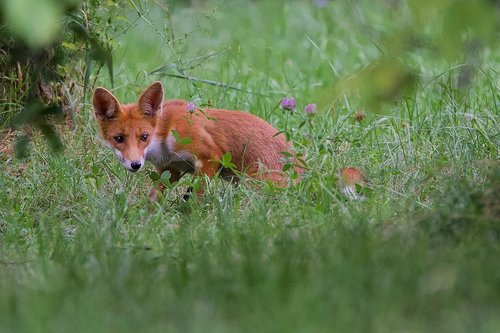 cub  wild  fox